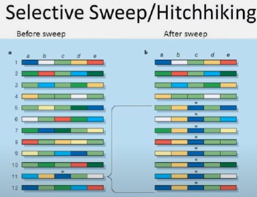 Hitch-Hiking的例子 左黄右绿都搭上车了